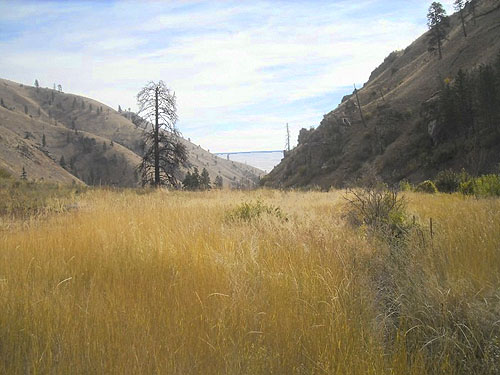 giant grassy field or meadow, Swakane Canyon, Chelan County, Washington