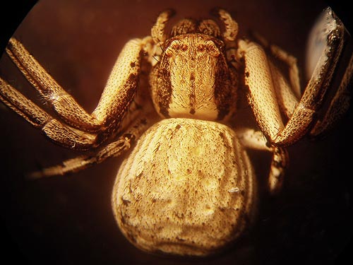 crab spider Xysticus gulosus from a pine cone, Swakane Canyon, Chelan County, Washington