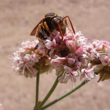 paper wasp Polistes dominulus nectaring, Swakane Canyon, Chelan County, Washington