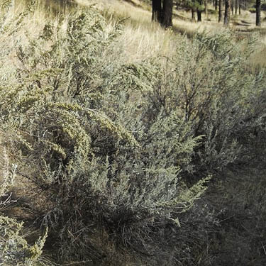 sagebrush Artemisia tridentata in Swakane Canyon, Chelan County, Washington