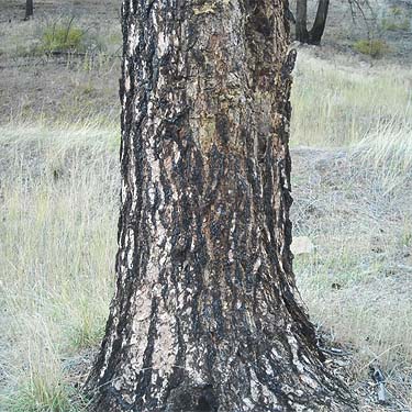 ponderosa pine trunk with scars of 2010 fire, Swakane Canyon, Chelan County, Washington