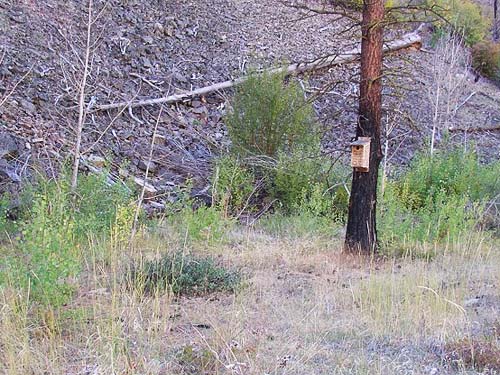 pine cone area not sampled due to rattlesnake, Swakane Canyon, Chelan County, Washington