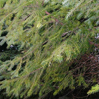 Douglas-fir foliage, east-campus wetland reserve, Tacoma Community College, Tacoma, Washington