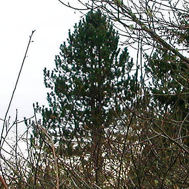 pine tree, east-campus wetland reserve, Tacoma Community College, Tacoma, Washington