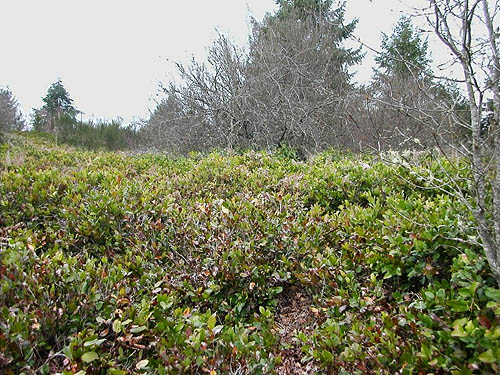 vast tract of salal, east-campus wetland reserve, Tacoma Community College, Tacoma, Washington