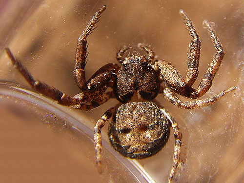 crab spider Bassaniana utahensis from pine cones, Thorp Highway Bridge, near Ellensburg, Kittitas County, Washington