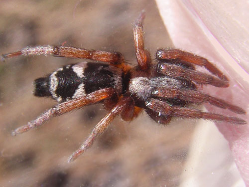 Poecilochroa (Sergiolus) montana, gnaphosid spider from pine cones, Thorp Highway Bridge, near Ellensburg, Kittitas County, Washington
