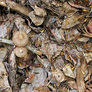 mushrooms among the leaf litter, Thorp Highway Bridge, near Ellensburg, Kittitas County, Washington