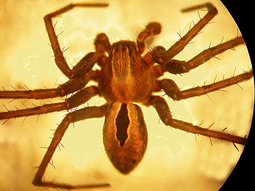 crab spider Thanatus altimontis from rockpile, Thorp Highway Bridge, near Ellensburg, Kittitas County, Washington