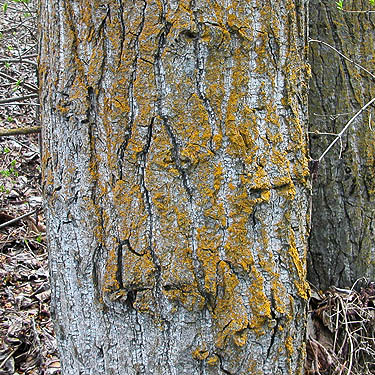 cottonwood Populus trichocarpa trunk in riparian woodland, Thorp Highway Bridge, near Ellensburg, Kittitas County, Washington