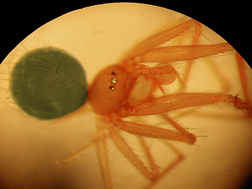 male telemid spider Usofila pacifica from cottonwood litter, 