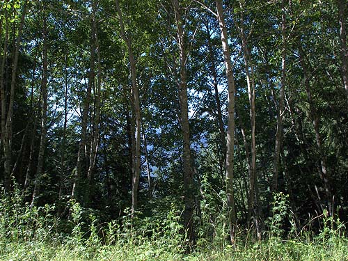 roadside alder forest Alnus rubra, Tonga Ridge Road, King County, Washington