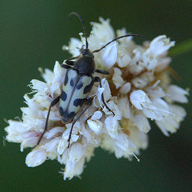 anoploderine cerambycid longhorned beetle on flower, Tonga Ridge Road, King County, Washington
