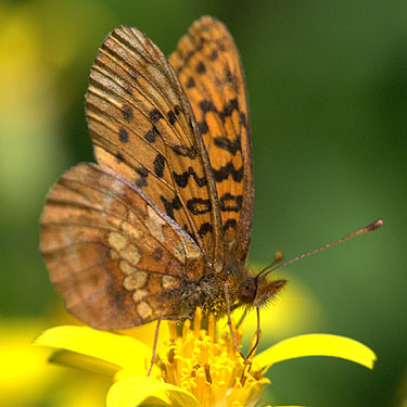 Boloria epithore butterfly along Tonga Ridge Trail, King County, Washington