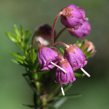 mountain heather flowers Phyllodoce empetriformis, Tonga Ridge Trail, King County, Washington