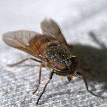 horse fly Tabanidae on Jerry Austin's leg, Tonga Ridge Trail, King County, Washington