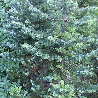 subalpine fir foliage Abies lasiocarpa, meadow along Tonga Ridge Trail, King County, Washington
