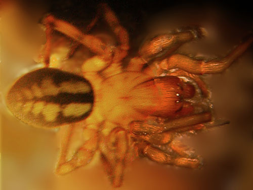 amaurobiid spider Callobius nomeus from log, Mt. Sawyer, King County, Washington