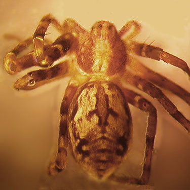 Philodromus alascensis crab spider from Mt. Sawyer, King County, Washington