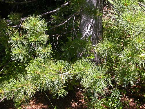 white pine tree, Tonga Ridge Trail, King County, Washington