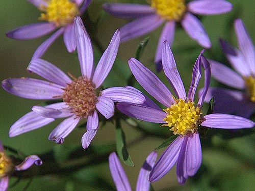 purple daisies, Tonga Ridge Road, King County, Washington