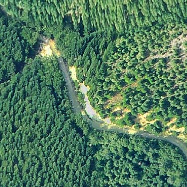 Aerial view from 2008 of Tonga Ridge Road spider collecting site, King County, Washington