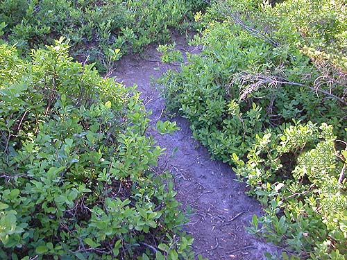 Vaccinium shrub "meadow" along trail to Mt. Sawyer, King County, Washington