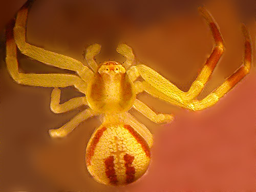 flower crab spider Misumena vatia penultimate male, meadow along Tonga Ridge Trail, King County, Washington