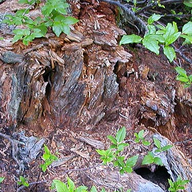 dead wood habitat on Mt. Sawyer, King County, Washington