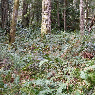 sword fern understory, Polystichum munitum, Trustland Trail SSW of Langley, Whidbey Island, Washington