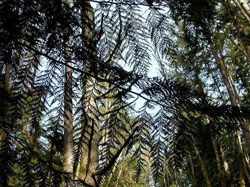 pattern of cedar foliage against sky, Trustland Trail SSW of Langley, Whidbey Island, Washington