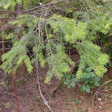 Douglas-fir foliage, Trustland Trail SSW of Langley, Whidbey Island, Washington
