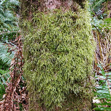 moss on alder trunk, Trustland Trail SSW of Langley, Whidbey Island, Washington