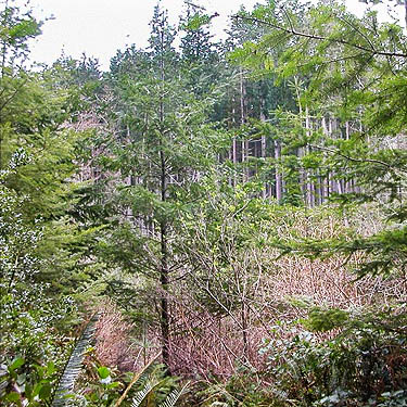 ravine on lower, unofficial part of Trustland Trail SSW of Langley, Whidbey Island, Washington