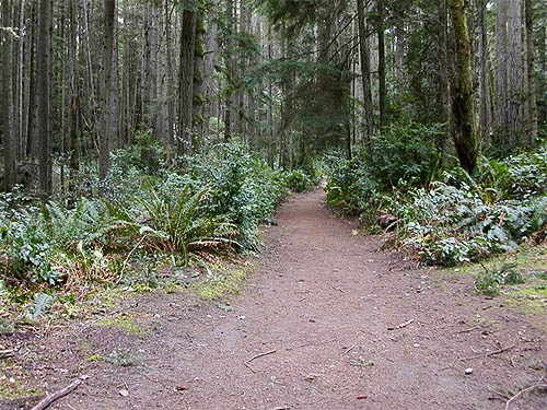 Trustland Trail, SSW of Langley, Whidbey Island, Washington