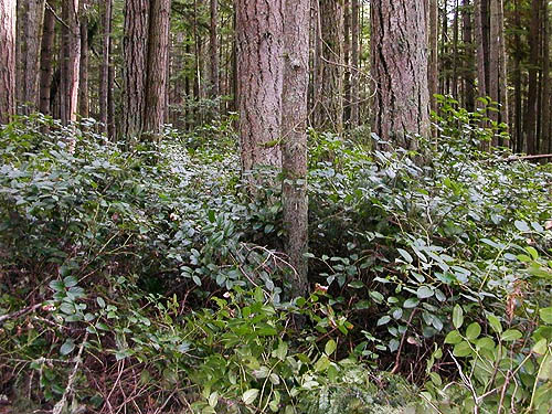 salal understory Gaultheria shallon, Trustland Trail SSW of Langley, Whidbey Island, Washington