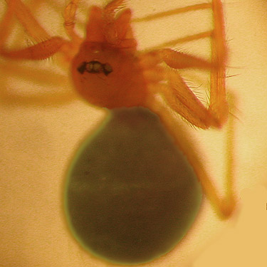 spider Usofila pacifica sifted from leaf litter, Trustland Trail SSW of Langley, Whidbey Island, Washington
