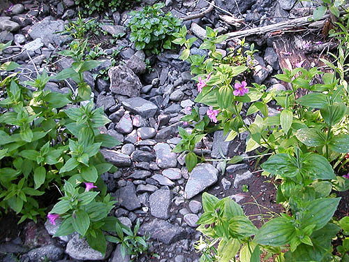 gravel bar flowers, lower Union Creek, Yakima County, Washington