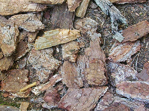 bark fragments on forest floor, Union Creek Falls area, Yakima County, Washington