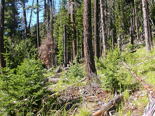 forest windthrow area, Union Creek Falls area, Yakima County, Washington