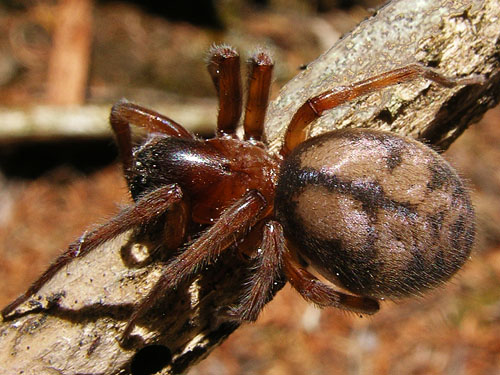female Callobius spider Amaurobiidae, Union Creek Falls, Yakima County, Washington