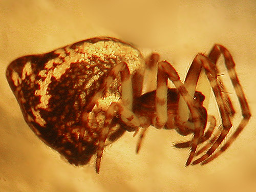 female orbweaver spider Cyclosa conica from Union Creek Falls area, Yakima County, Washington