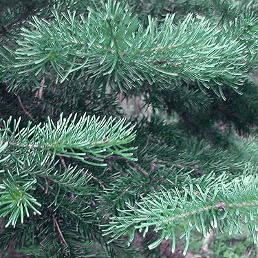 true fir Abies foliage, Union Creek trailhead, Yakima County, Washington
