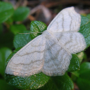 geometrid moth, Scopula sp. prob. junctaria, in riparian zone, lower Union Creek, Yakima County, Washington