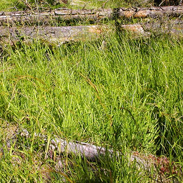 grass in windthrow area, Union Creek Falls area, Yakima County, Washington