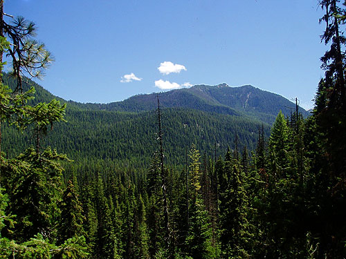 forest landscape from trail, Union Creek Falls area, Yakima County, Washington