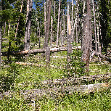 fallen logs in windthrow area, Union Creek Falls area, Yakima County, Washington