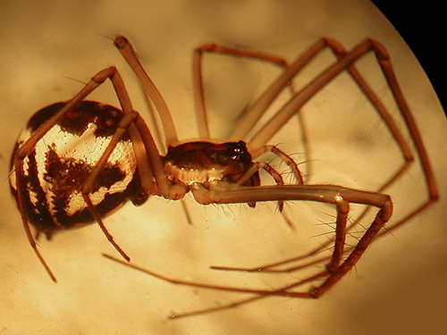female spider Linyphiidae Neriene radiata from Union Creek Falls area, Yakima County, Washington