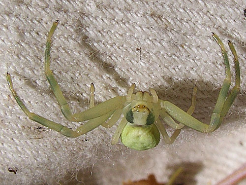green Misumena vatia crab spider Thomisidae, Union Creek Falls area, Yakima County, Washington