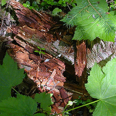 dead wood on forest floor, gorge of Union Creek Falls, Yakima County, Washington